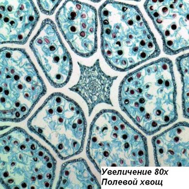 Купити Мікроскоп Bresser Science TRM-301 40x-1000x Phase Contrast в Україні