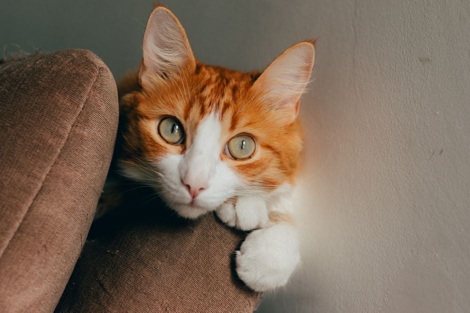 Honest review: cat carrier backpack