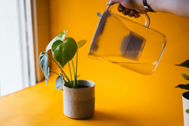 A person waters a potted plant with a clear pitcher against a vibrant yellow background.
