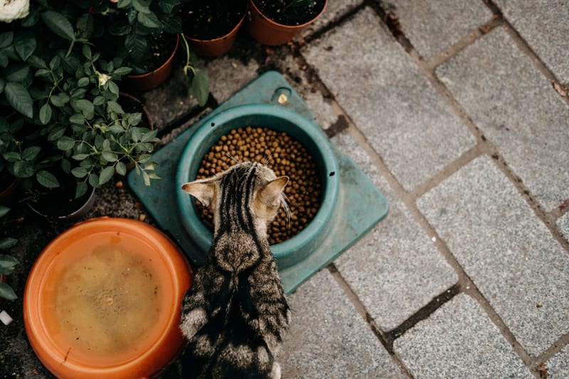 automatic cat feeder — ілюстрація до статті