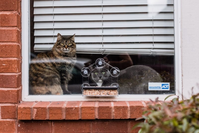 automatic cat feeder — приклад для огляду, фото 3