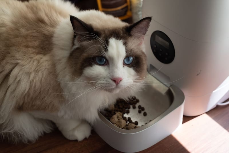 automatic cat feeder — ілюстрація до статті
