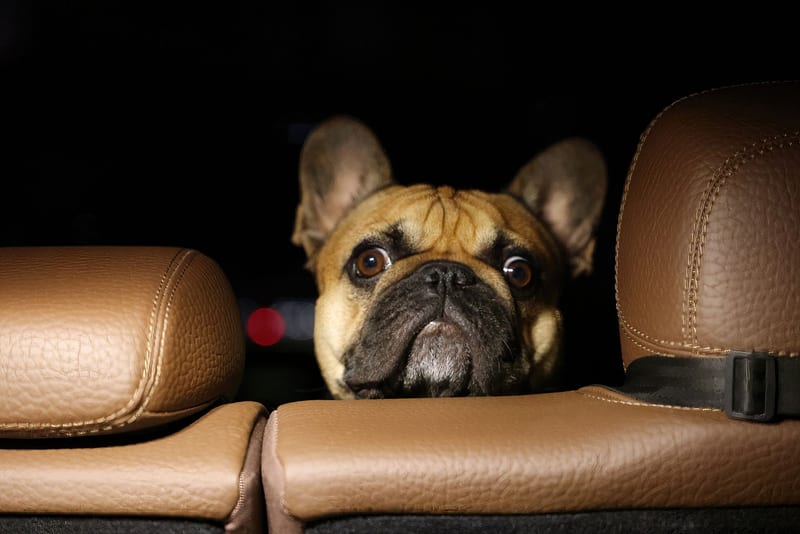 dog car seat — ілюстрація до статті