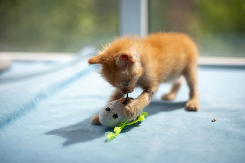 cat toy mouse playing home — ілюстрація до статті