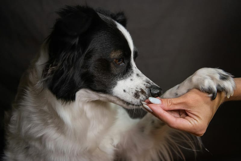 dog treat dispenser — приклад для огляду, фото 3
