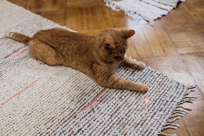 laser pointer cat play home — ілюстрація до статті