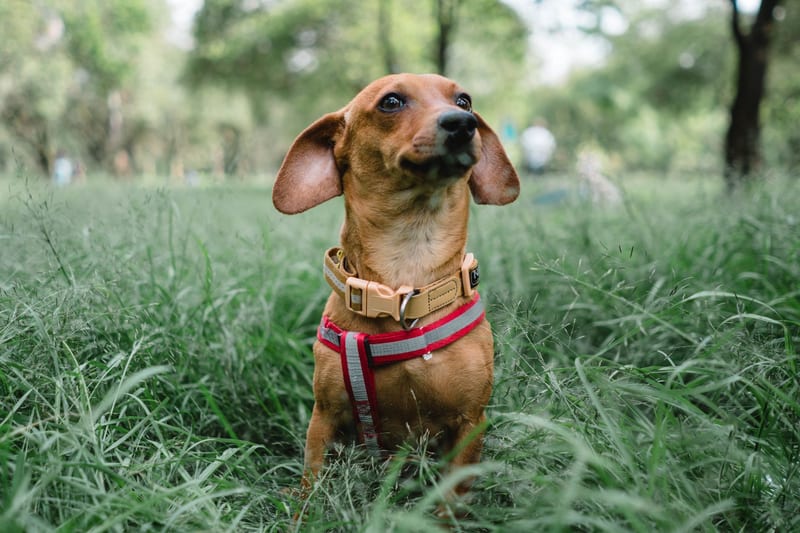 led dog collar night — приклад для огляду, фото 3