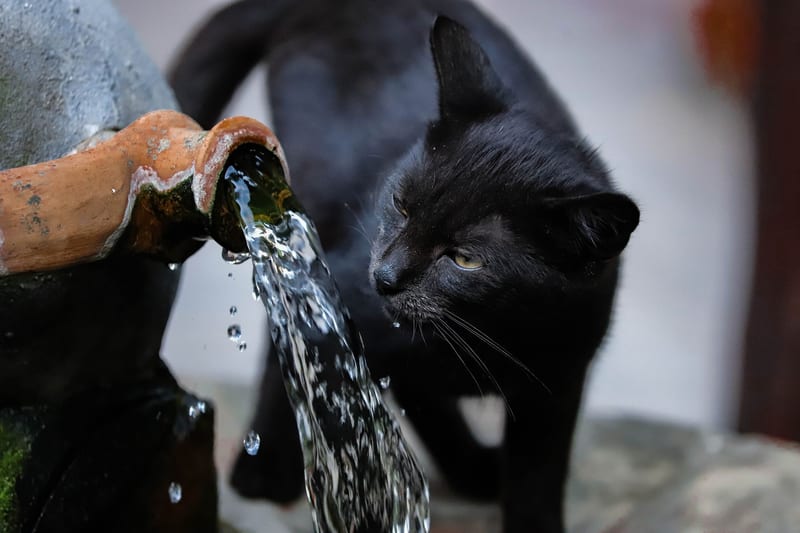 cat water fountain — ілюстрація до статті