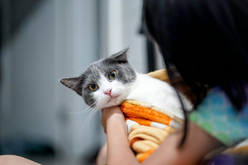cat backpack carrier — приклад для огляду, фото 3