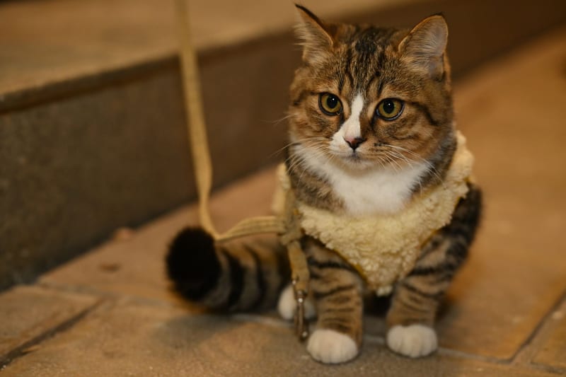 cat winter sweater — ілюстрація до статті