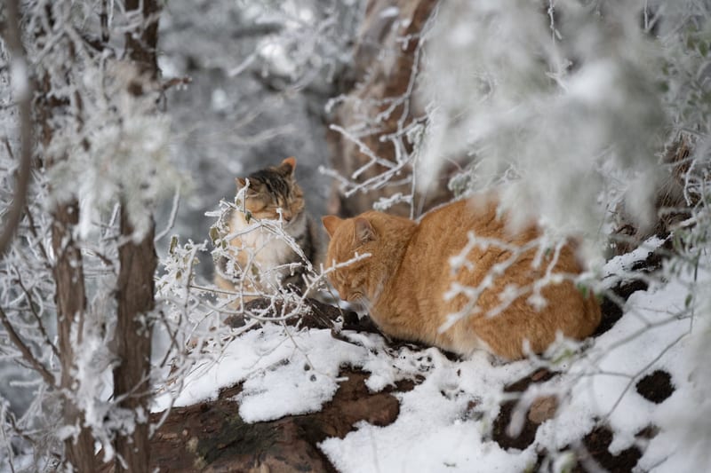 cat sweater winter — приклад для огляду, фото 3