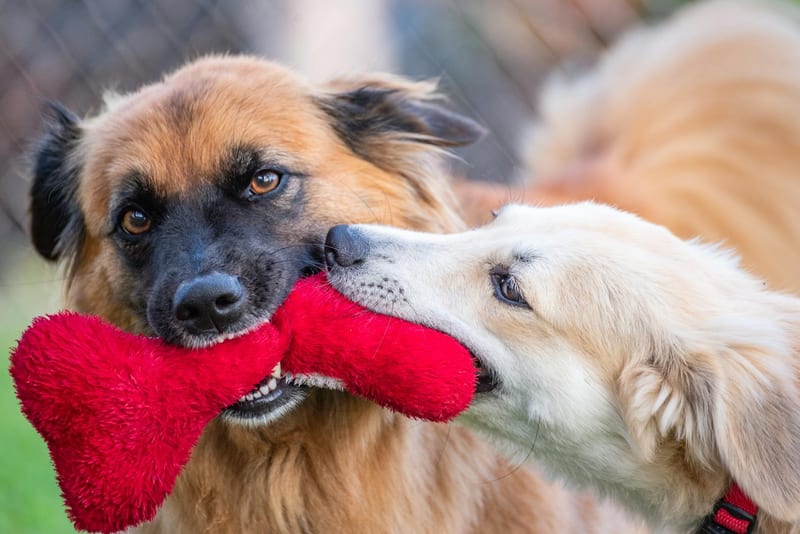 interactive dog puzzle — ілюстрація до статті
