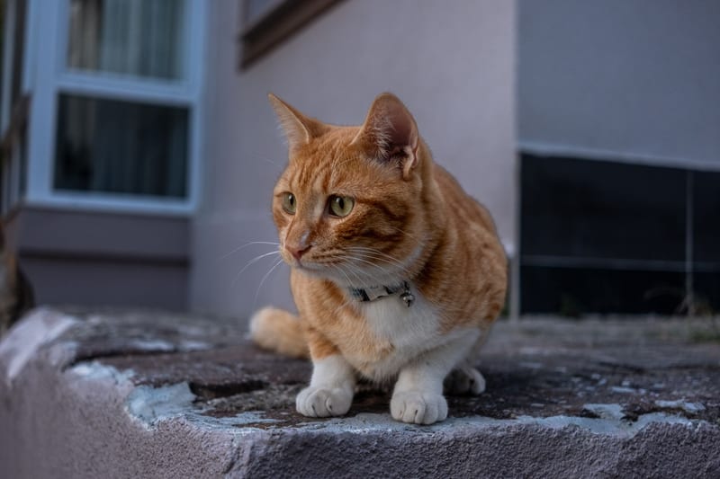 gps cat collar — ілюстрація до статті