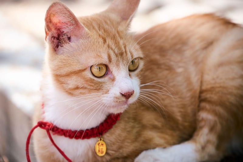 gps cat collar — приклад для огляду, фото 3