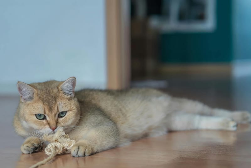 cat toy playing home — ілюстрація до статті