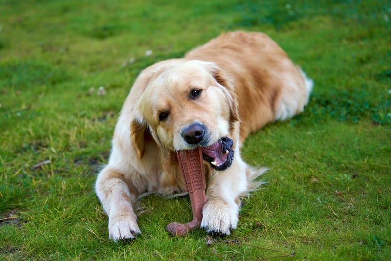 rubber chew toy — ілюстрація до статті