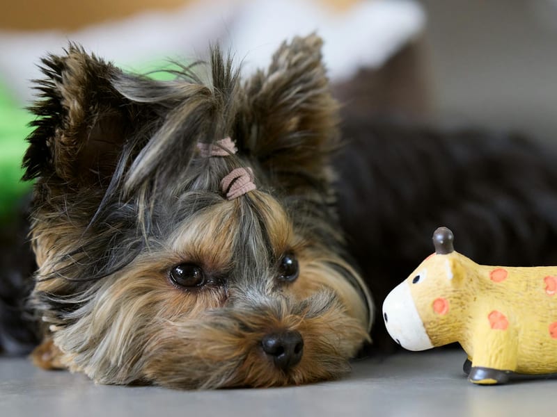 dog toy size eastern european person — приклад для огляду, фото 3