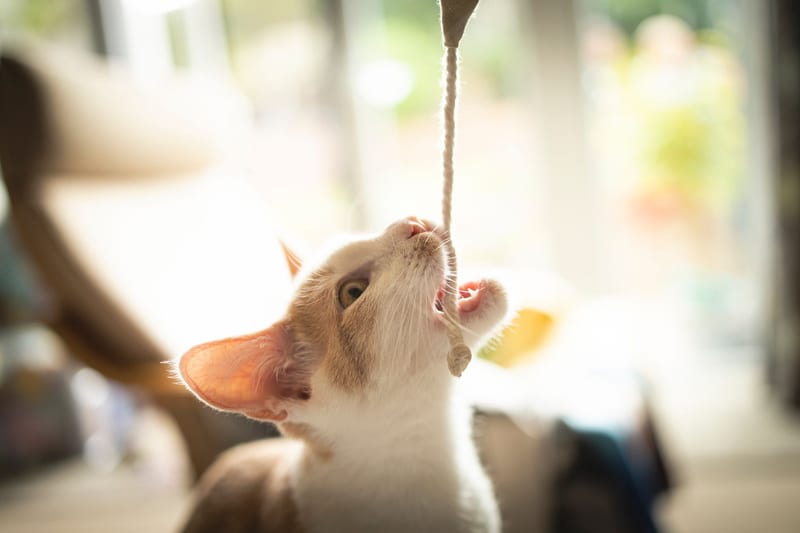 cat activity center — ілюстрація до статті