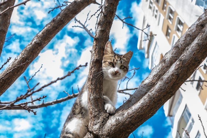 Ігровий комплекс для кота: що купити для… — фото 2