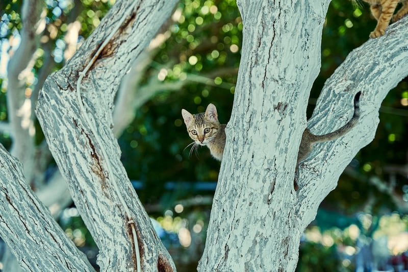 cat tree small apartment — приклад для огляду, фото 3
