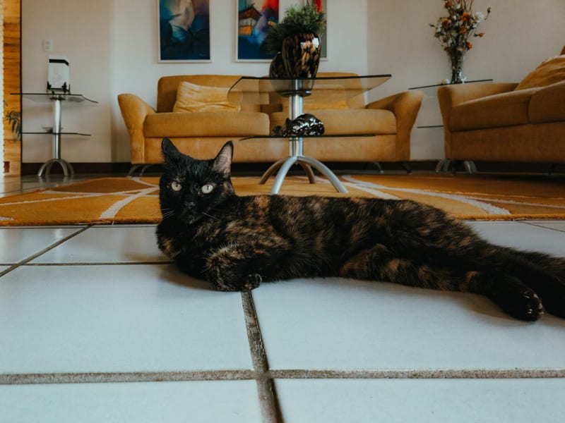 cat scratching post living room — приклад для огляду, фото 3