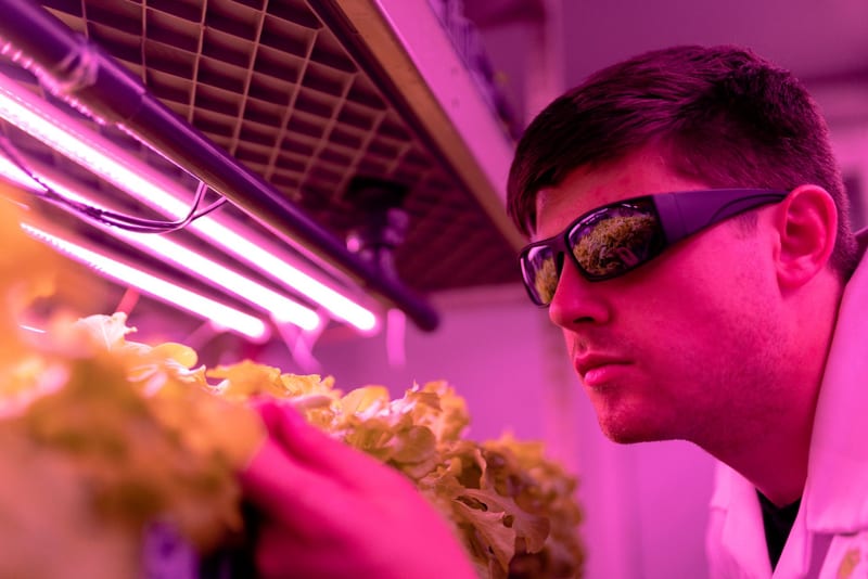 LED grow light — ілюстрація до статті