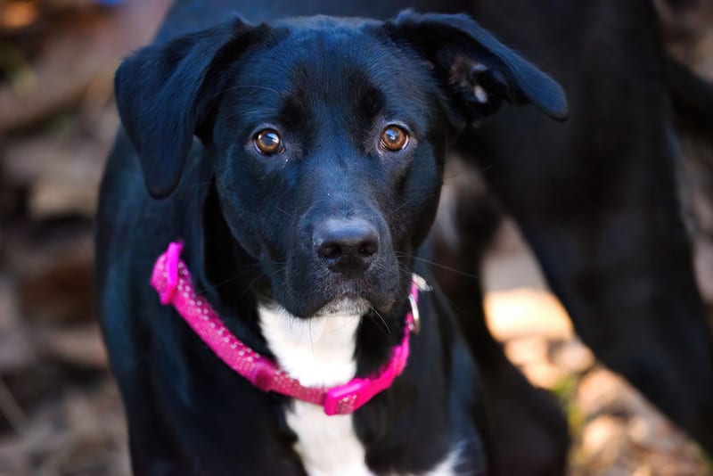 flea collar dog — ілюстрація до статті