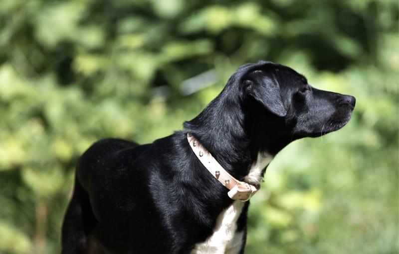 flea collar dog — приклад для огляду, фото 3