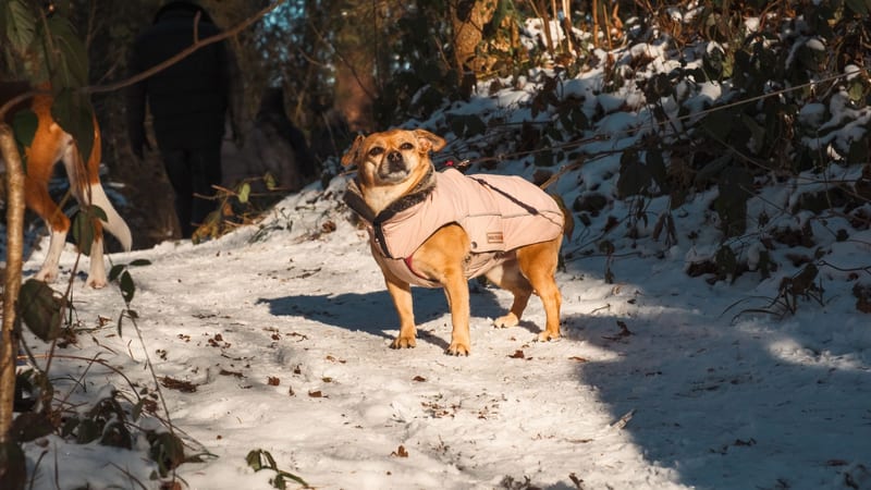 winter dog coat — ілюстрація до статті