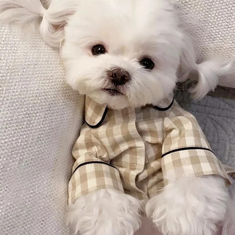 Одяг для тварин — огляд кращих товарів