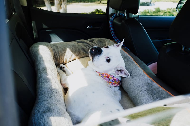 dog car seat pet eastern european person — иллюстрация к статье