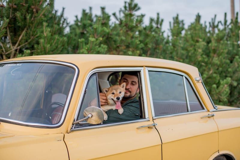 dog car carrier eastern european person — пример для обзора, фото 3