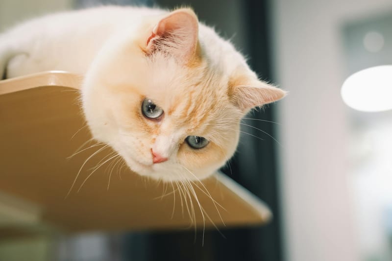 cat wall shelf — ілюстрація до статті