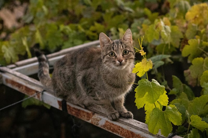 Реальний досвід: котяча драбина в маленькій квартирі — фото 2