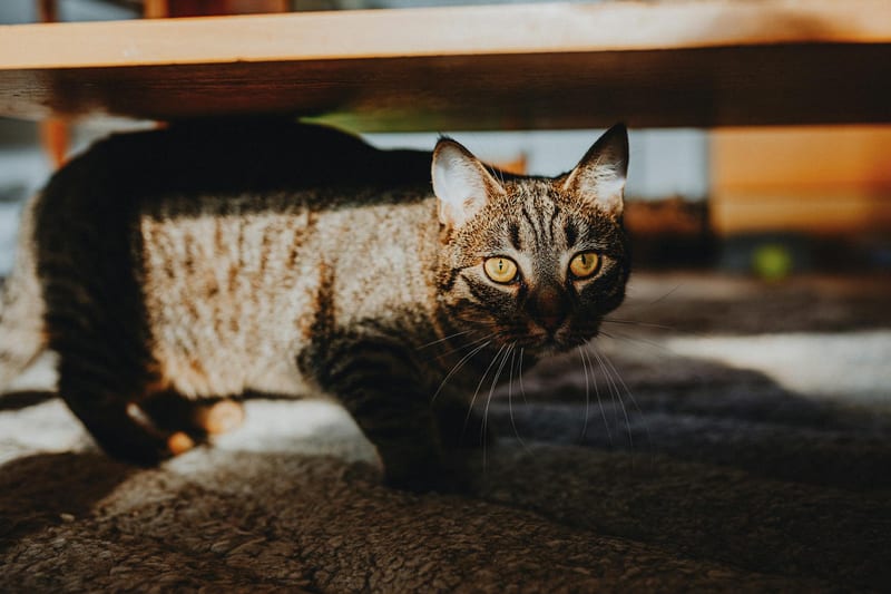 cat bridge furniture — приклад для огляду, фото 3