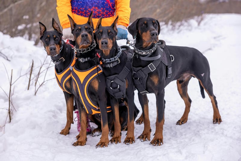 dog harness walking — ілюстрація до статті