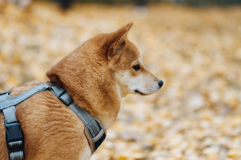 dog harness walking — приклад для огляду, фото 3