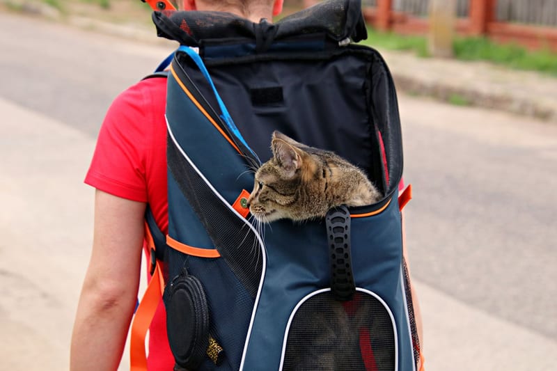 cat backpack carrier — ілюстрація до статті