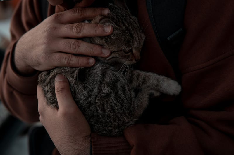cat backpack carrier eastern european person — приклад для огляду, фото 3