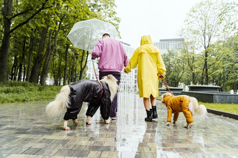 dog raincoat medium — ілюстрація до статті