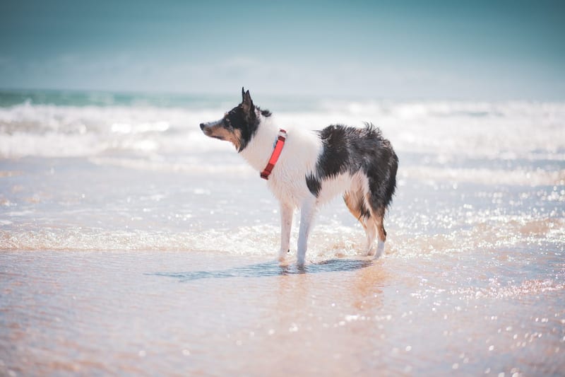 GPS dog collar — ілюстрація до статті