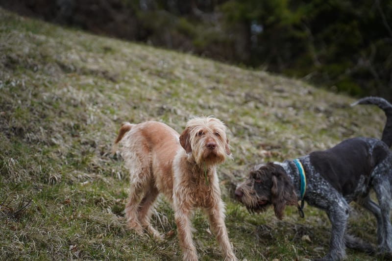 GPS dog collar — приклад для огляду, фото 3