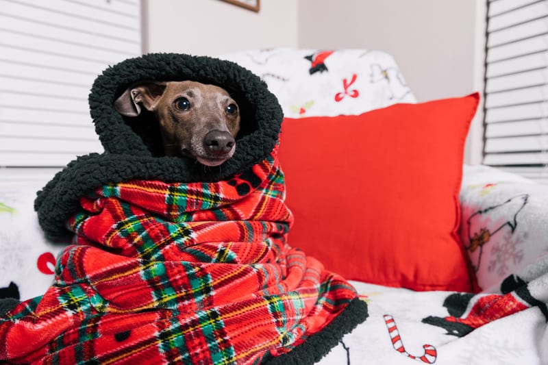 plaid blanket couch — приклад для огляду, фото 3