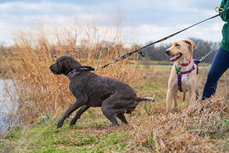 heavy duty dog leash — ілюстрація до статті