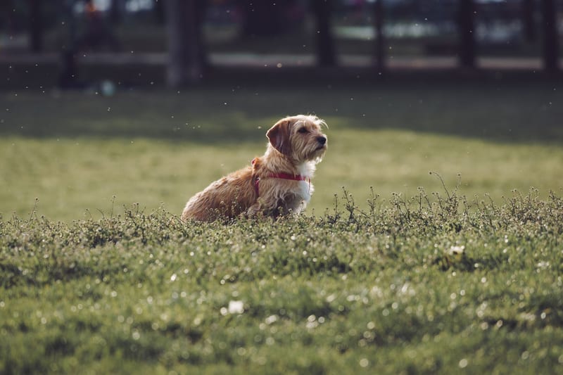 small dog harness — ілюстрація до статті