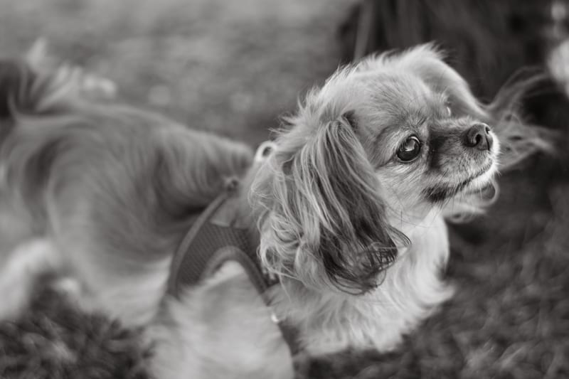 small dog harness — приклад для огляду, фото 3