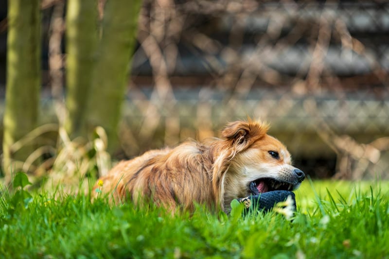 chew toy dog — ілюстрація до статті