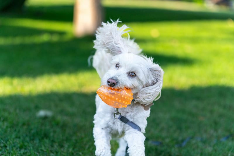 chew toy dog — приклад для огляду, фото 3