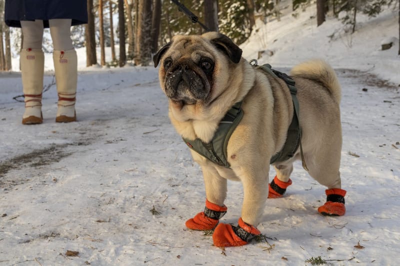 dog boots winter — ілюстрація до статті
