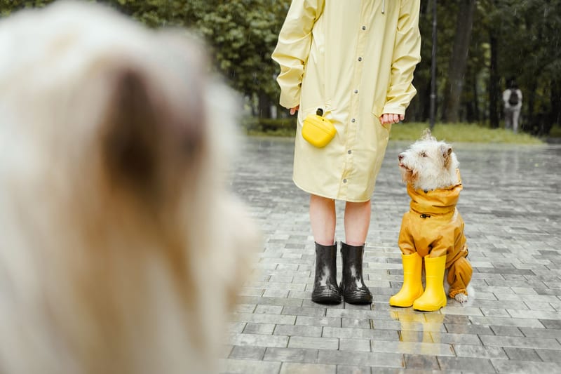 dog shoes eastern european person — приклад для огляду, фото 3